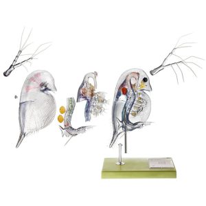 Model of a Water Flea