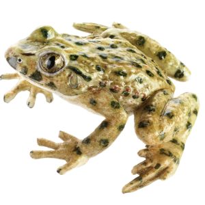 Common Parsley Frog, Female