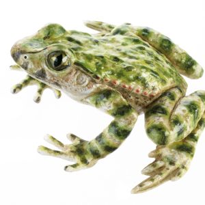 Common Parsley Frog, Female