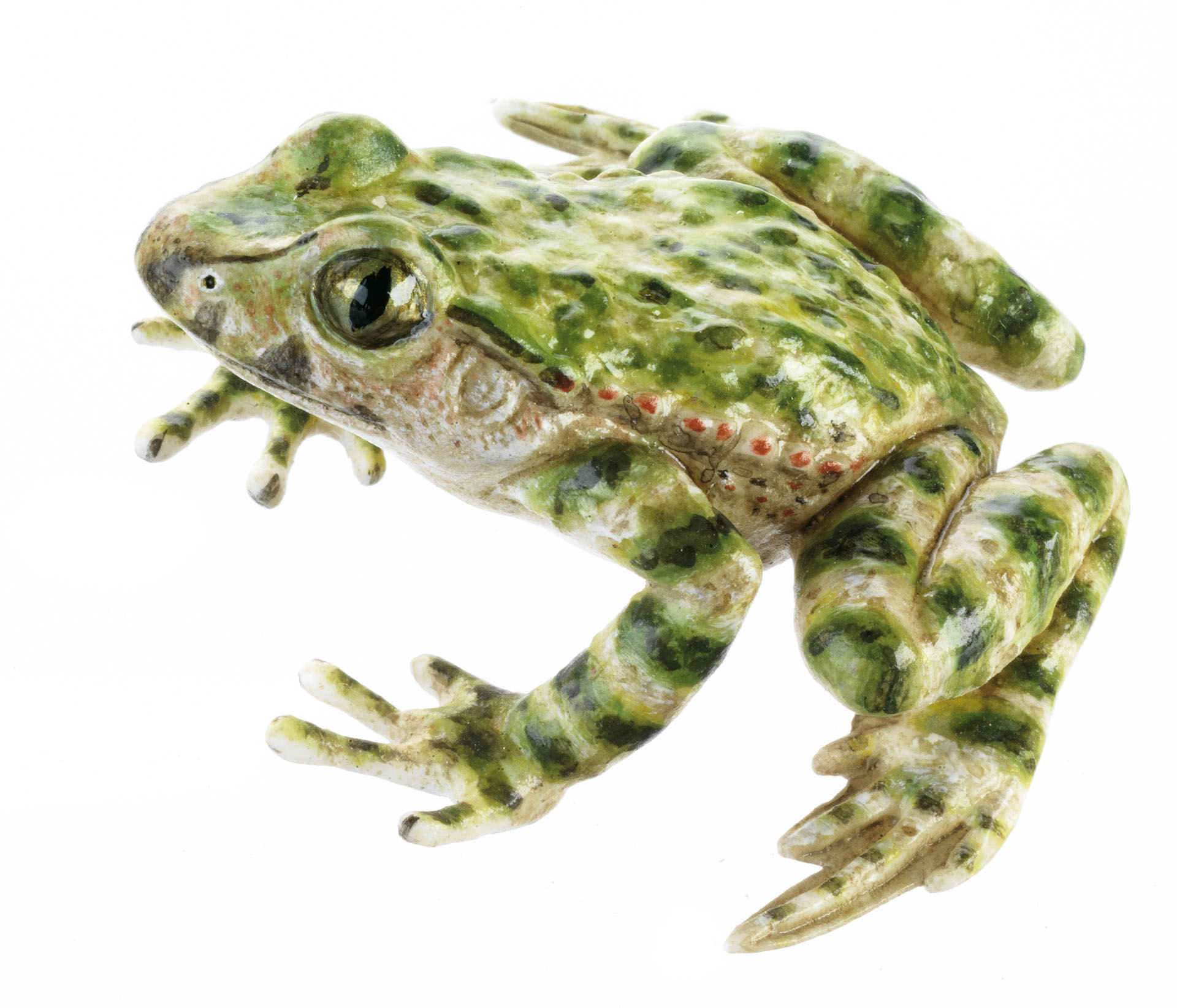 Common Parsley Frog, Female