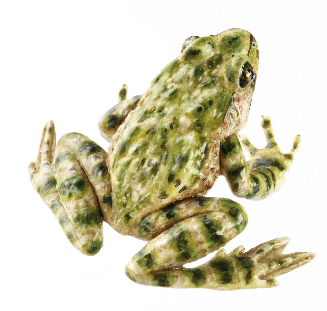 Common Parsley Frog, Female