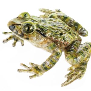 Common Parsley Frog, Female