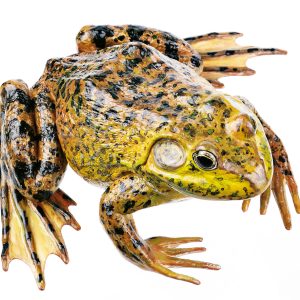 North American Bullfrog, Male
