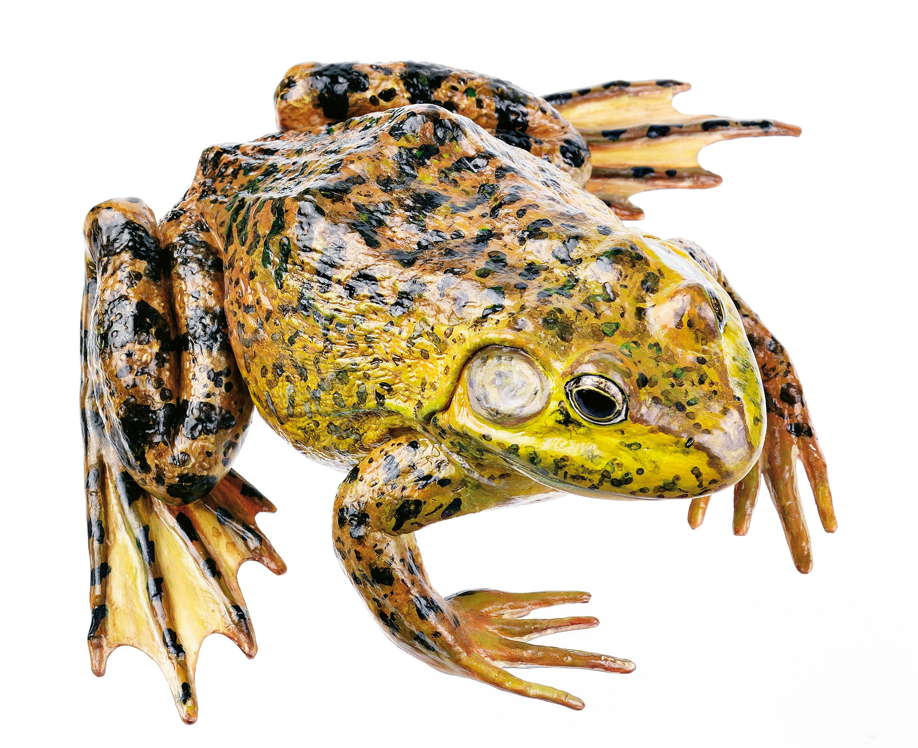 North American Bullfrog, Male