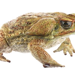 Cane Toad