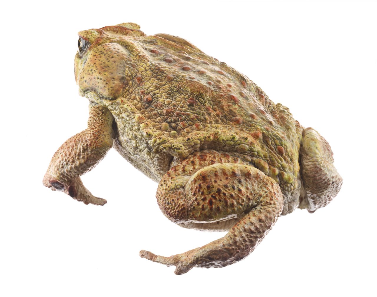 Cane Toad