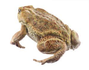 Cane Toad