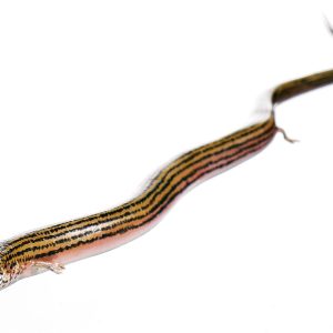 Western Three-Toed Skink