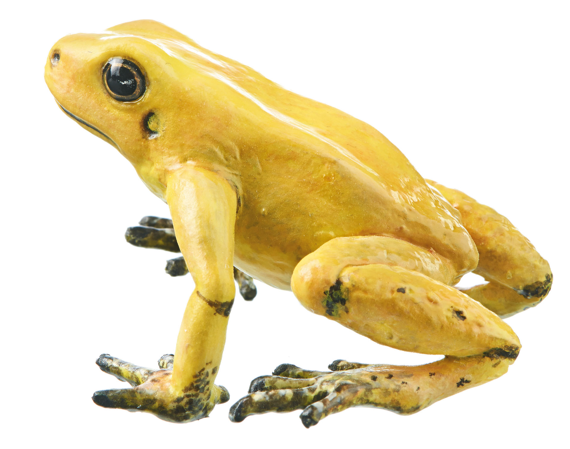 Golden Poison Frog “Quebrada Quangui” Yellow, Female