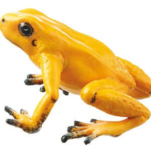 Golden Poison Frog "Quebrada Quangui" Orange-Yellow, Female