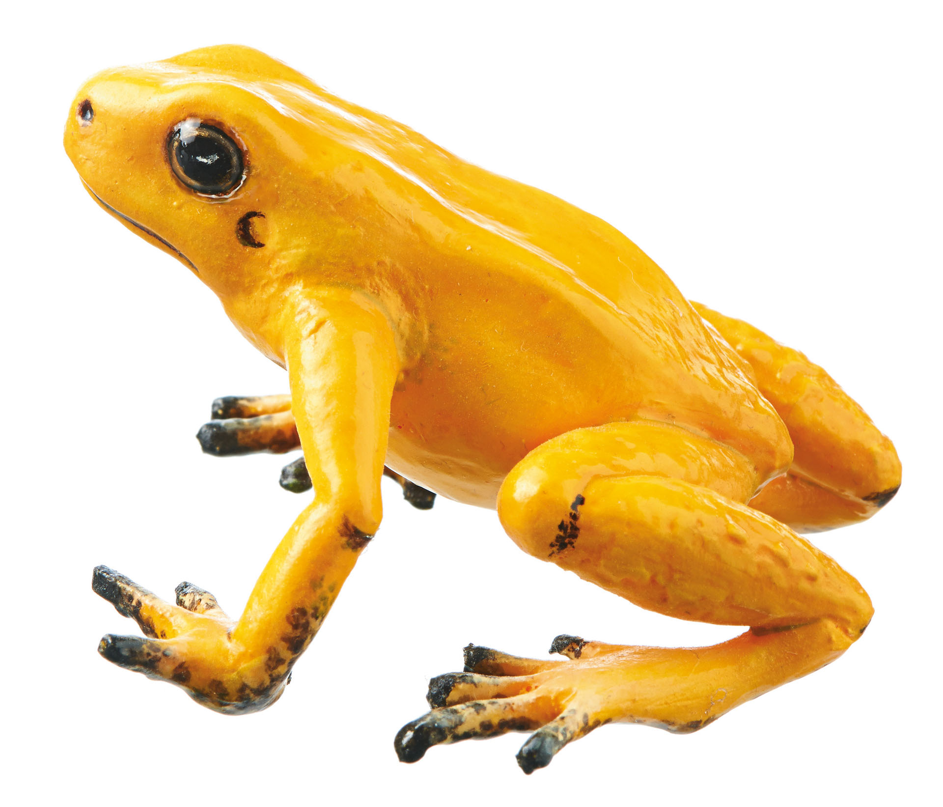 Golden Poison Frog “Quebrada Quangui” Orange-Yellow, Female