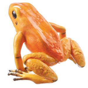 Golden Poison Frog "Quebrada Quangui" Orange, Female