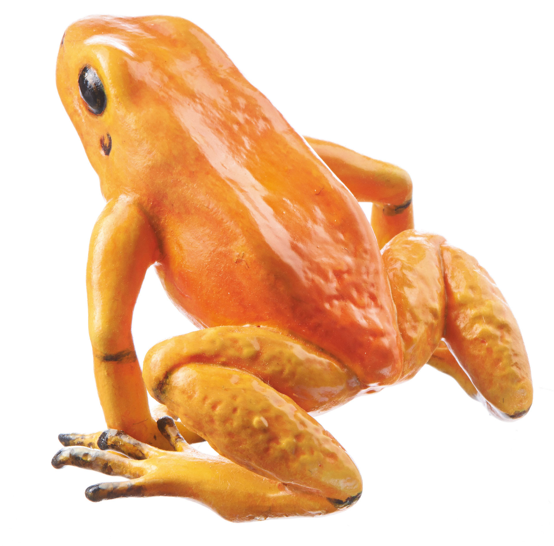 Golden Poison Frog “Quebrada Quangui” Orange, Female