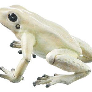 Golden Poison Frog "La Brea" Cream-Coloured, Female