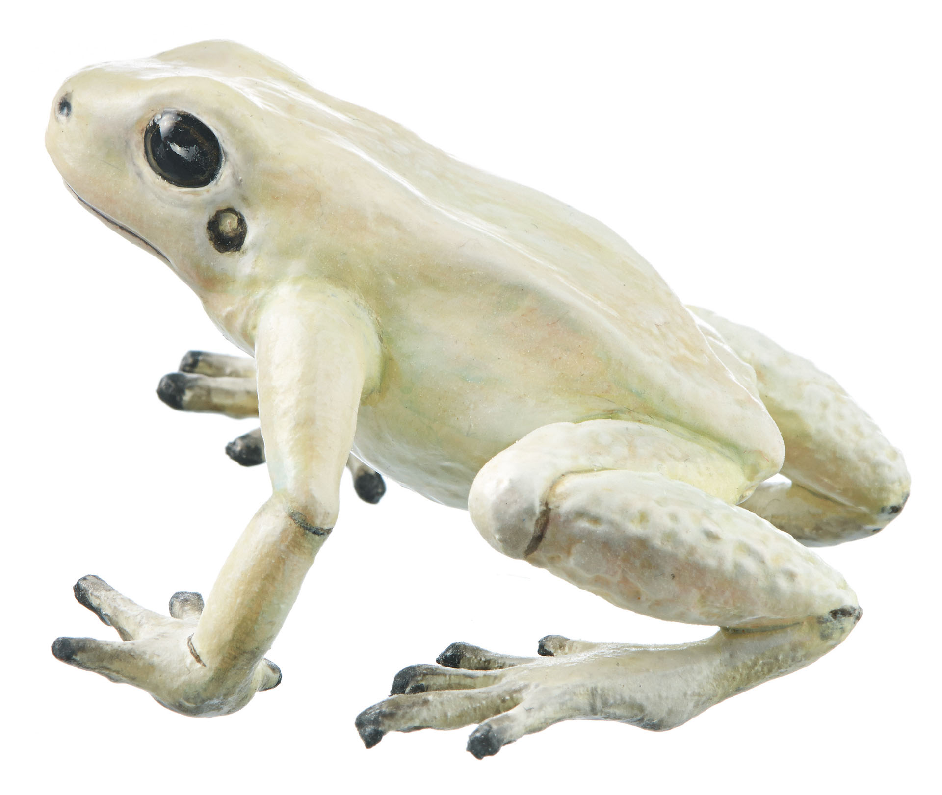 Golden Poison Frog “La Brea” Cream-Coloured, Female