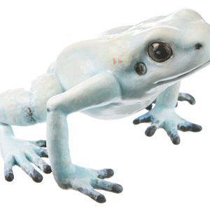 Golden Poison Frog "La Brea" Cream-Coloured With a Hint of Turquoise, Female
