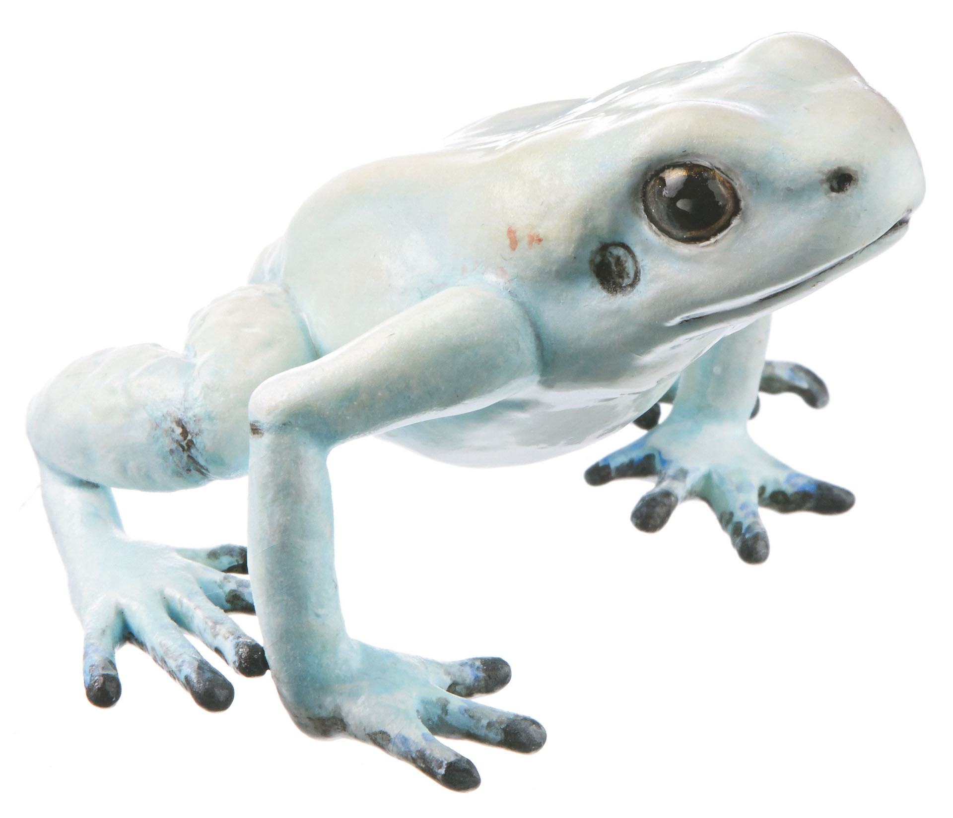 Golden Poison Frog “La Brea” Cream-Coloured With a Hint of Turquoise, Female
