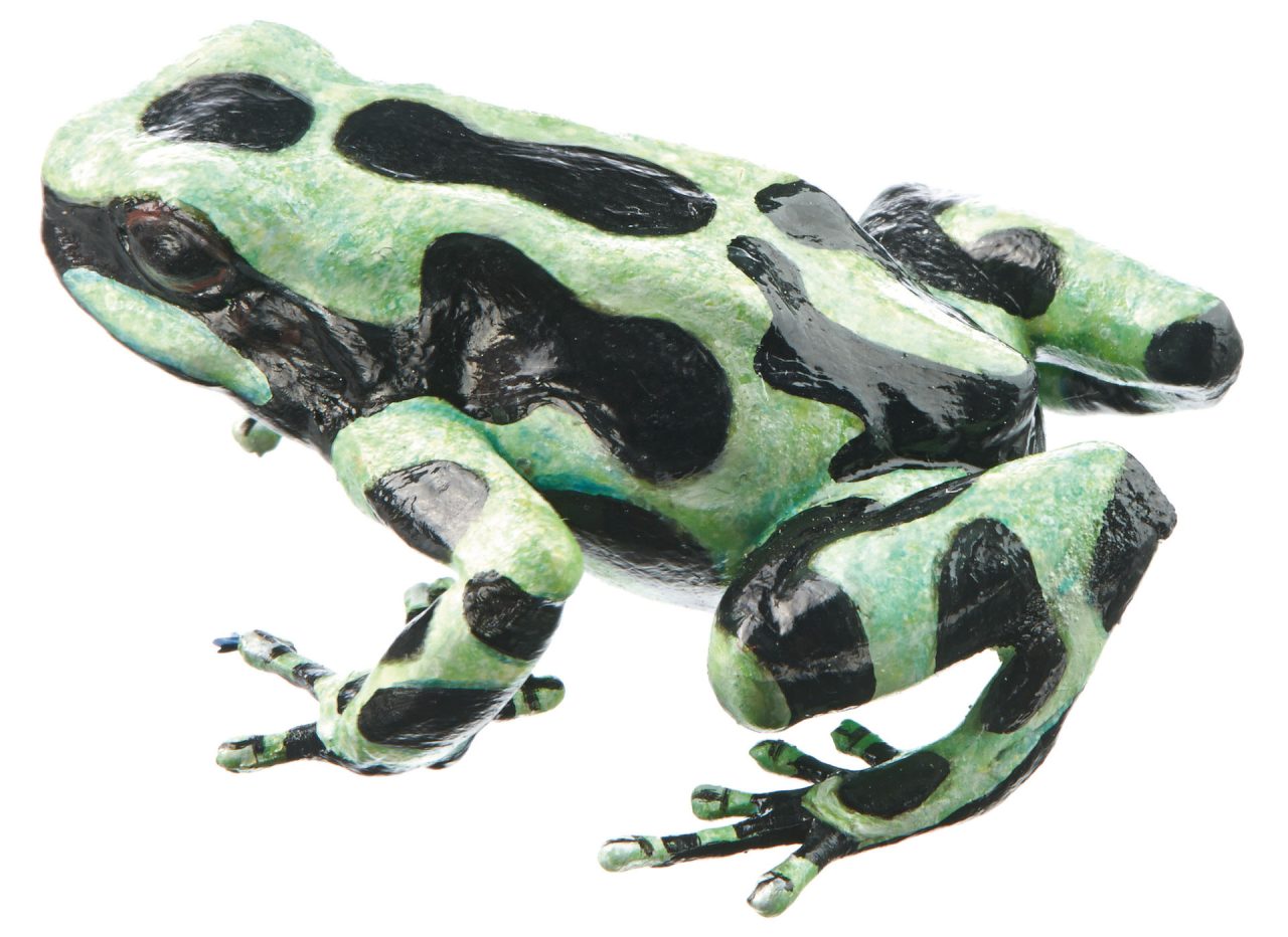 Green and Black Poison Dart Frog "Caribbean" Light Mettalic Green and Black, Female