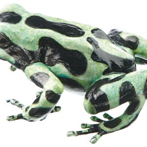 Green and Black Poison Dart Frog "Caribbean" Light Mettalic Green and Black, Female