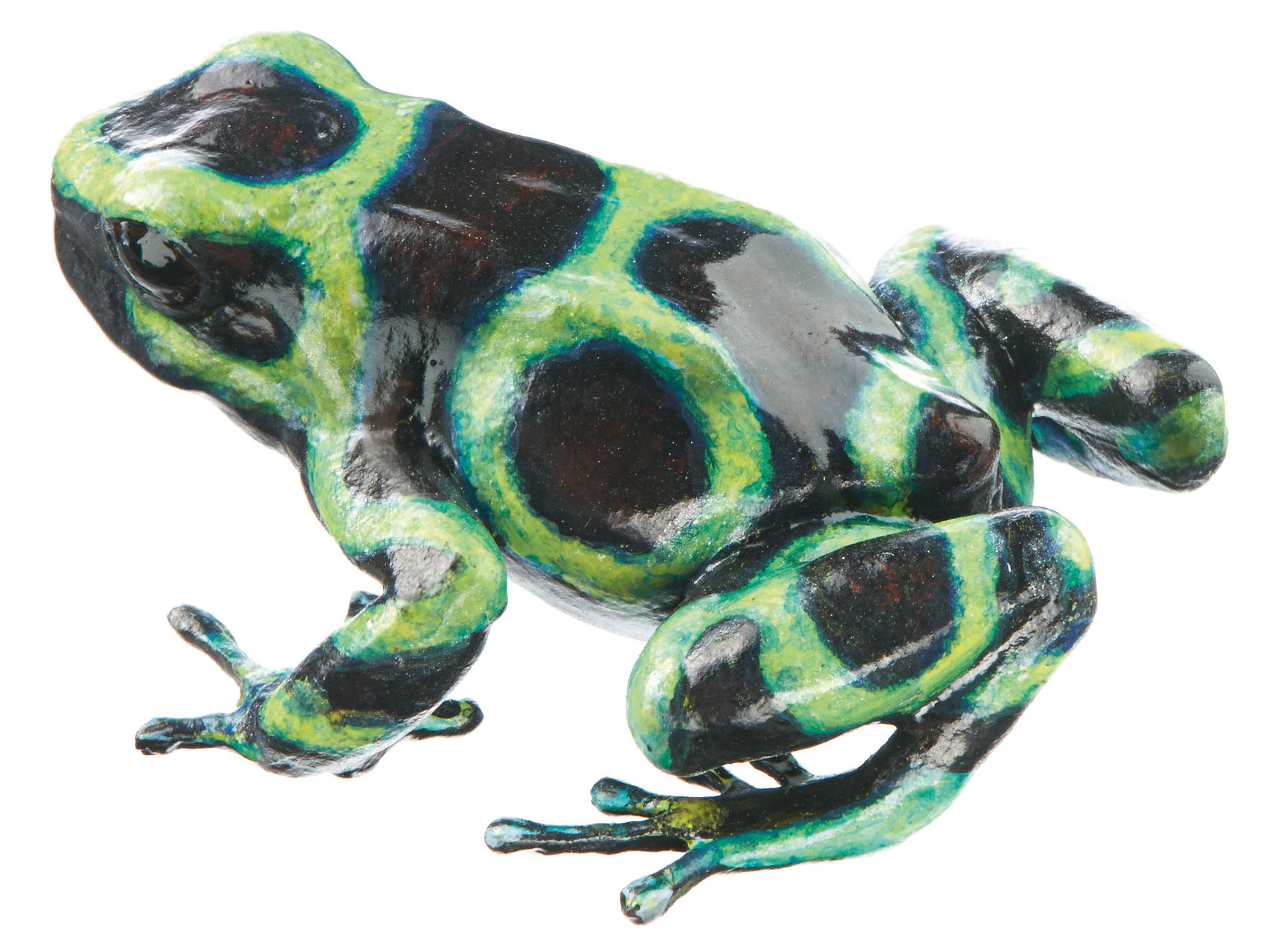 Green and Black Poison Dart Frog “Pacific” Green and Black, Female,