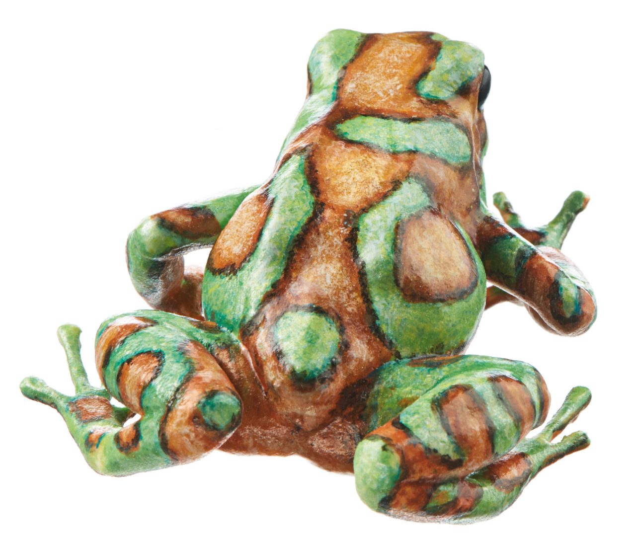 Green and Black Poison Dart Frog  "Bronze" Turquoise and Lightly Bronze-Coloured, Female