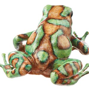 Green and Black Poison Dart Frog  "Bronze" Turquoise and Lightly Bronze-Coloured, Female