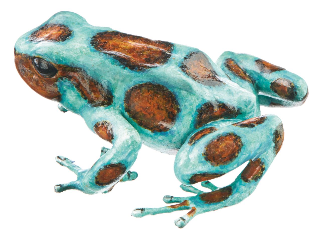 Green and Black Poison Dart Frog "Bronze" Turquoise and Bronze-Brown, Female