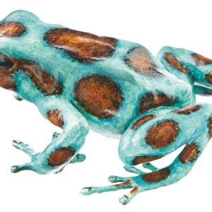 Green and Black Poison Dart Frog "Bronze" Turquoise and Bronze-Brown, Female