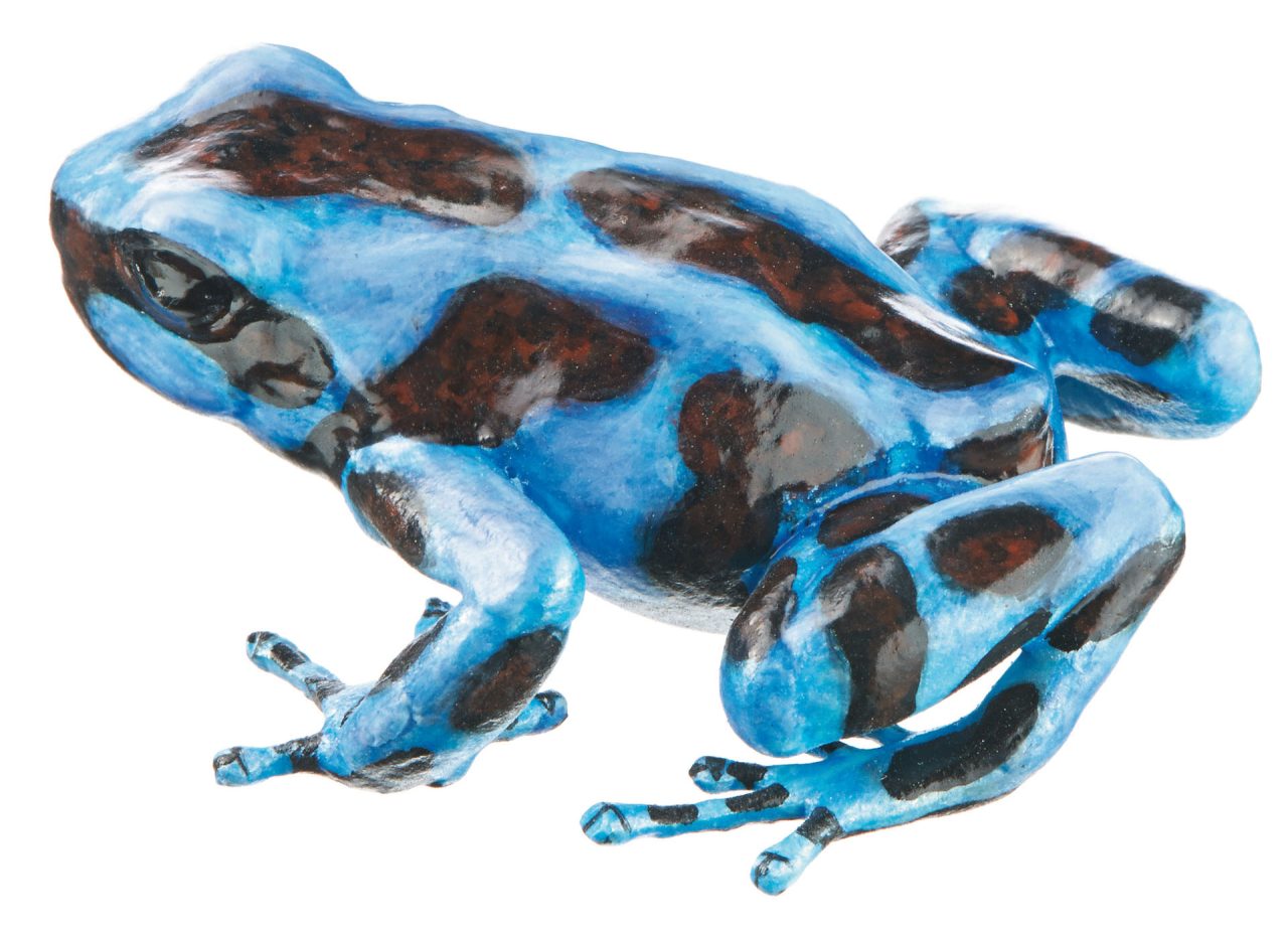 Green and Black Poison Dart Frog "Calobre" Blue and Purple-Black, Female