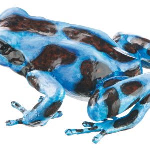 Green and Black Poison Dart Frog "Calobre" Blue and Purple-Black, Female