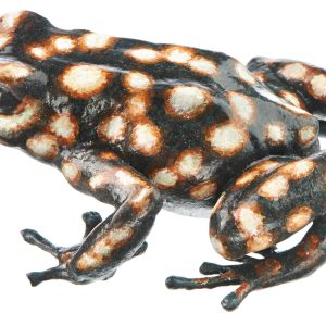 Green and Black Poison Dart Frog "Kuna Jala" Dark Brown and Cream White, Female