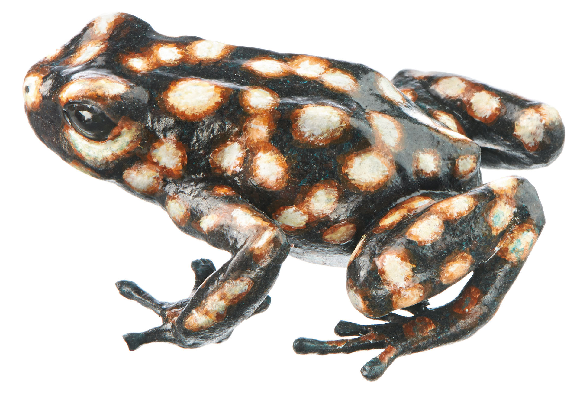 Green and Black Poison Dart Frog “Kuna Jala” Dark Brown and Cream White, Female