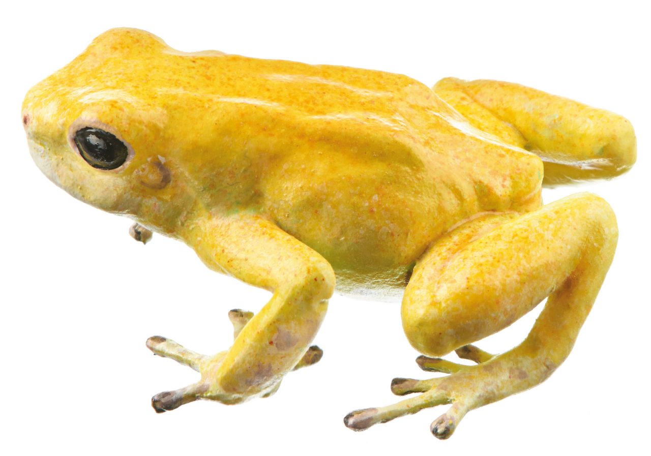 Green and Black Poison Dart Frog "El Oro" (Gold), Female