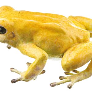 Green and Black Poison Dart Frog "El Oro" (Gold), Female