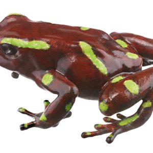 Green and Black Poison Dart Frog "Colón" Brown With Individual Green Spots, Female