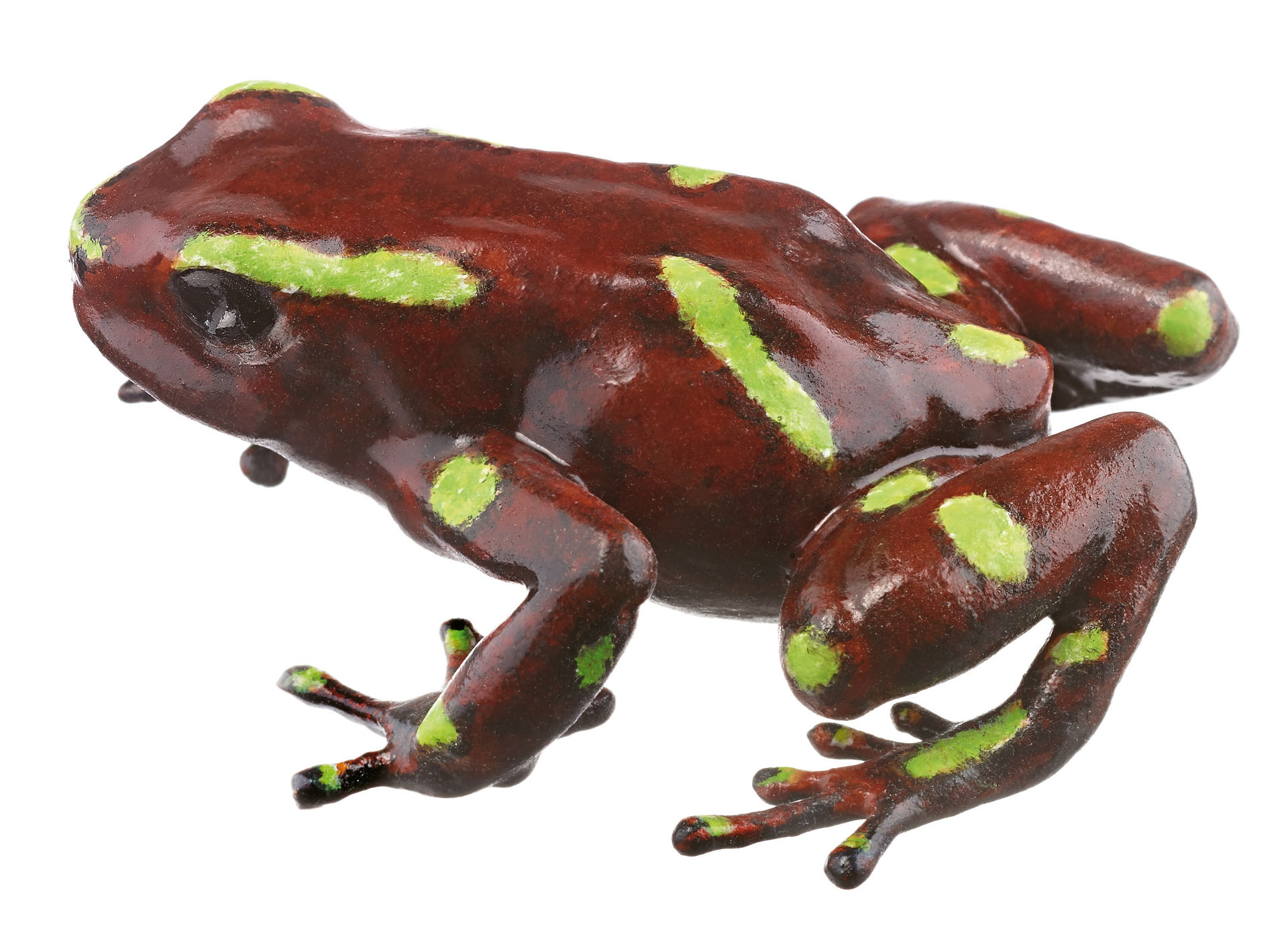 Green and Black Poison Dart Frog “Colón” Brown With Individual Green Spots, Female