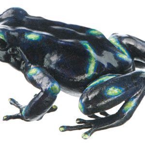 Green and Black Poison Dart Frog "Colón" Black With Individual Green Spots, Female