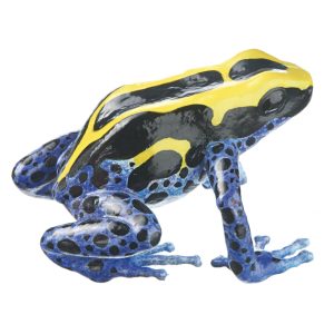 Dyeing Poison Dart Frog "Nominotypical Morph" Black, Yellow and Blue, Female