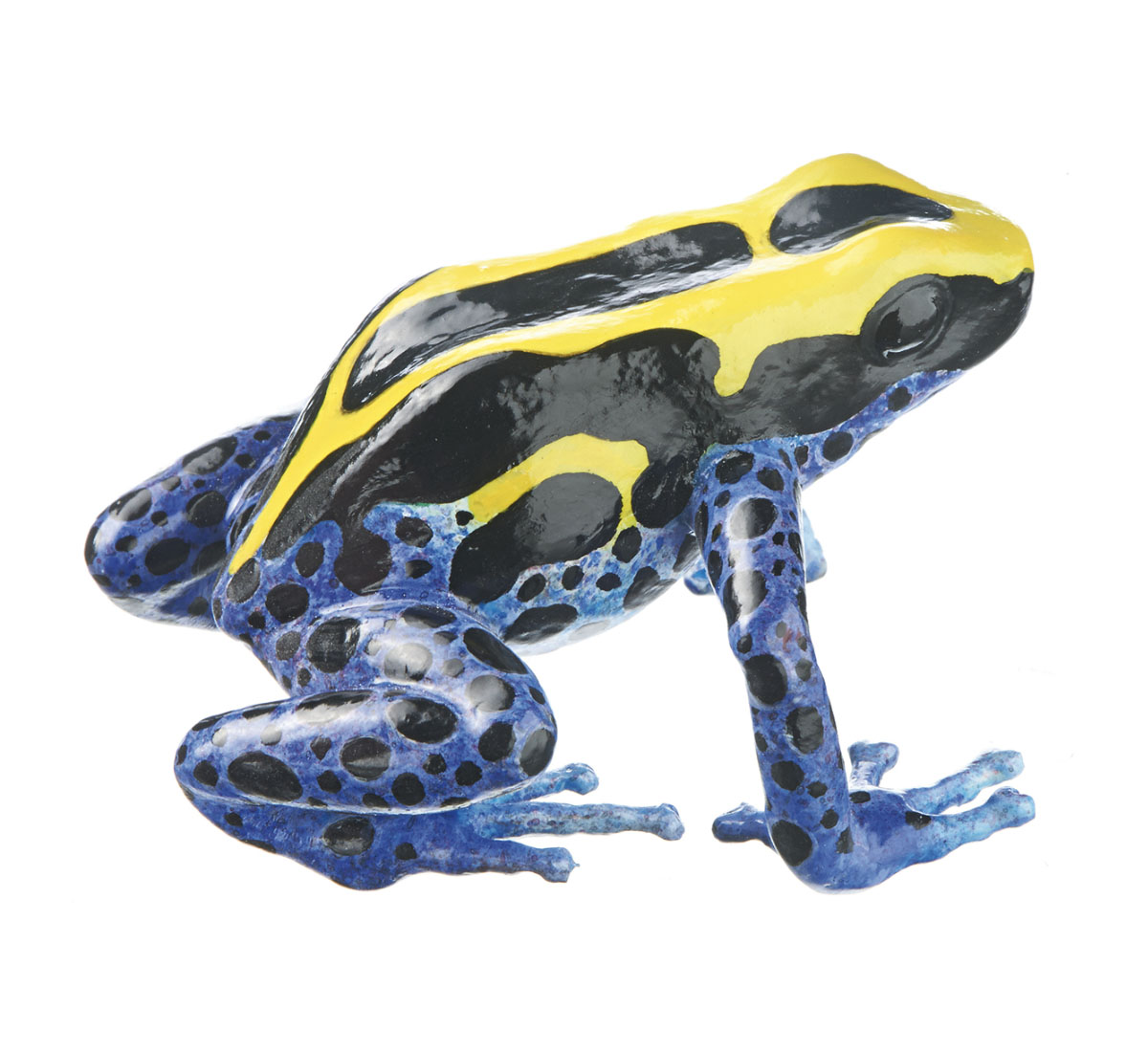 Dyeing Poison Dart Frog “Nominotypical Morph” Black, Yellow and Blue, Female