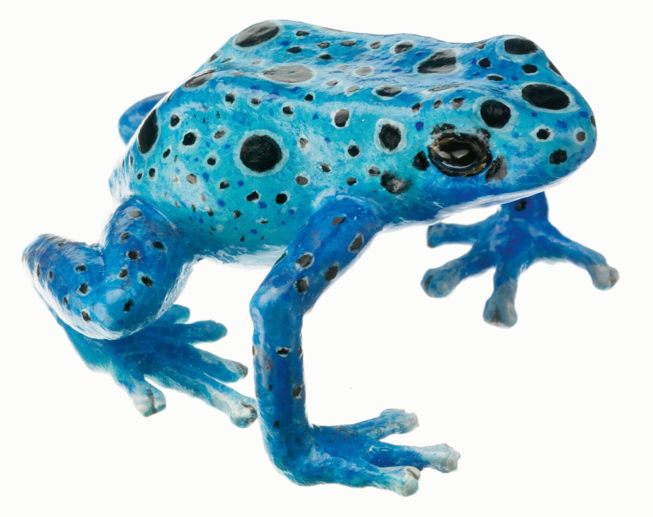 Blue Poison Dart Frog "Azureus" Blue With Black Spots, Female