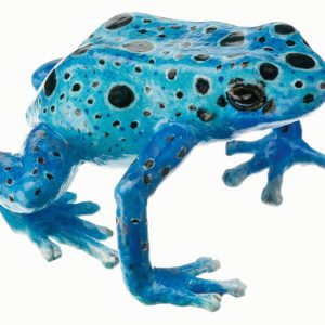 Blue Poison Dart Frog "Azureus" Blue With Black Spots, Female