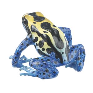 Dyeing Poison Dart Frog "Awaradam" Black, Yellow, Turquoise and Blue, Female