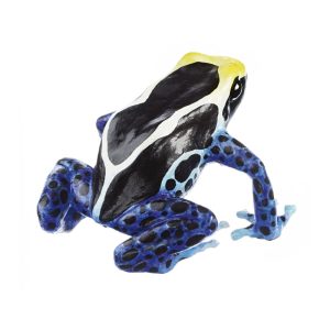Dyeing Poison Dart Frog "Kaiser Mountains – Dark Variant" Black, White and Yellow, Female