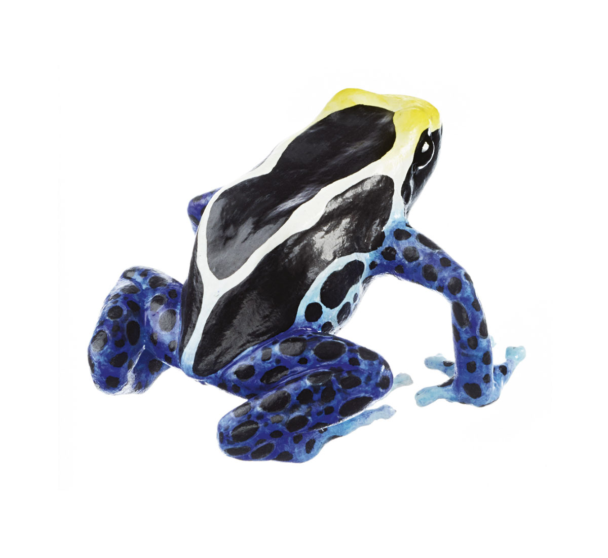 Dyeing Poison Dart Frog “Kaiser Mountains – Dark Variant” Black, White and Yellow, Female