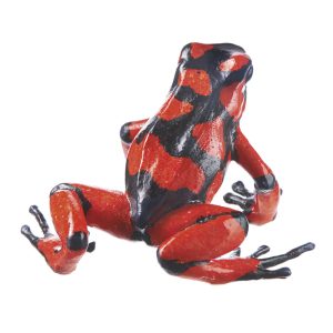 Harlequin Poison Frog "Baudó" Black and Red, Female