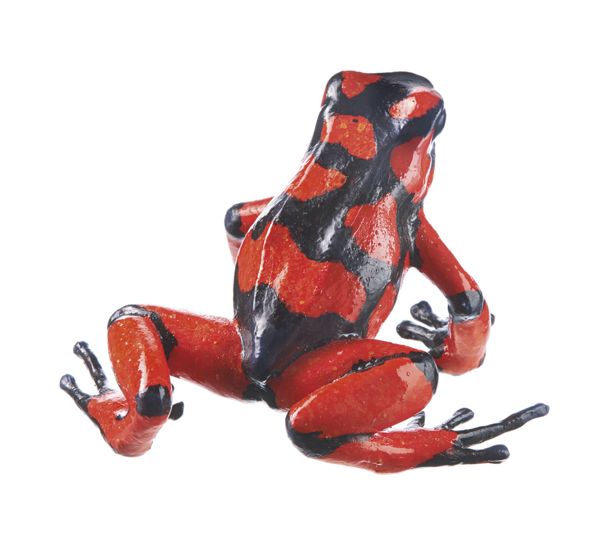 Harlequin Poison Frog “Baudó” Black and Red, Female