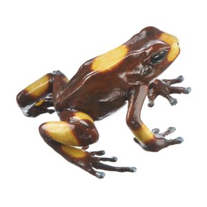 Harlequin Poison Frog "Bullseye" Brown With Orange Spots on Its Back, Female