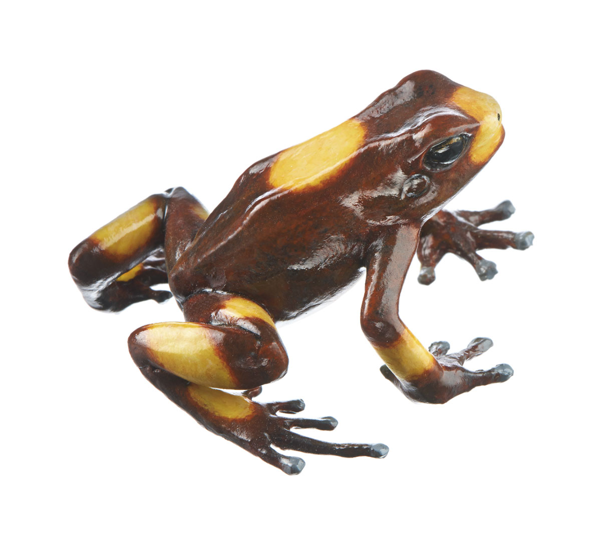 Harlequin Poison Frog “Bullseye” Brown With Orange Spots on Its Back, Female