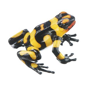 Harlequin Poison Frog "Anchicayá" Black With Yellow Bands, Female