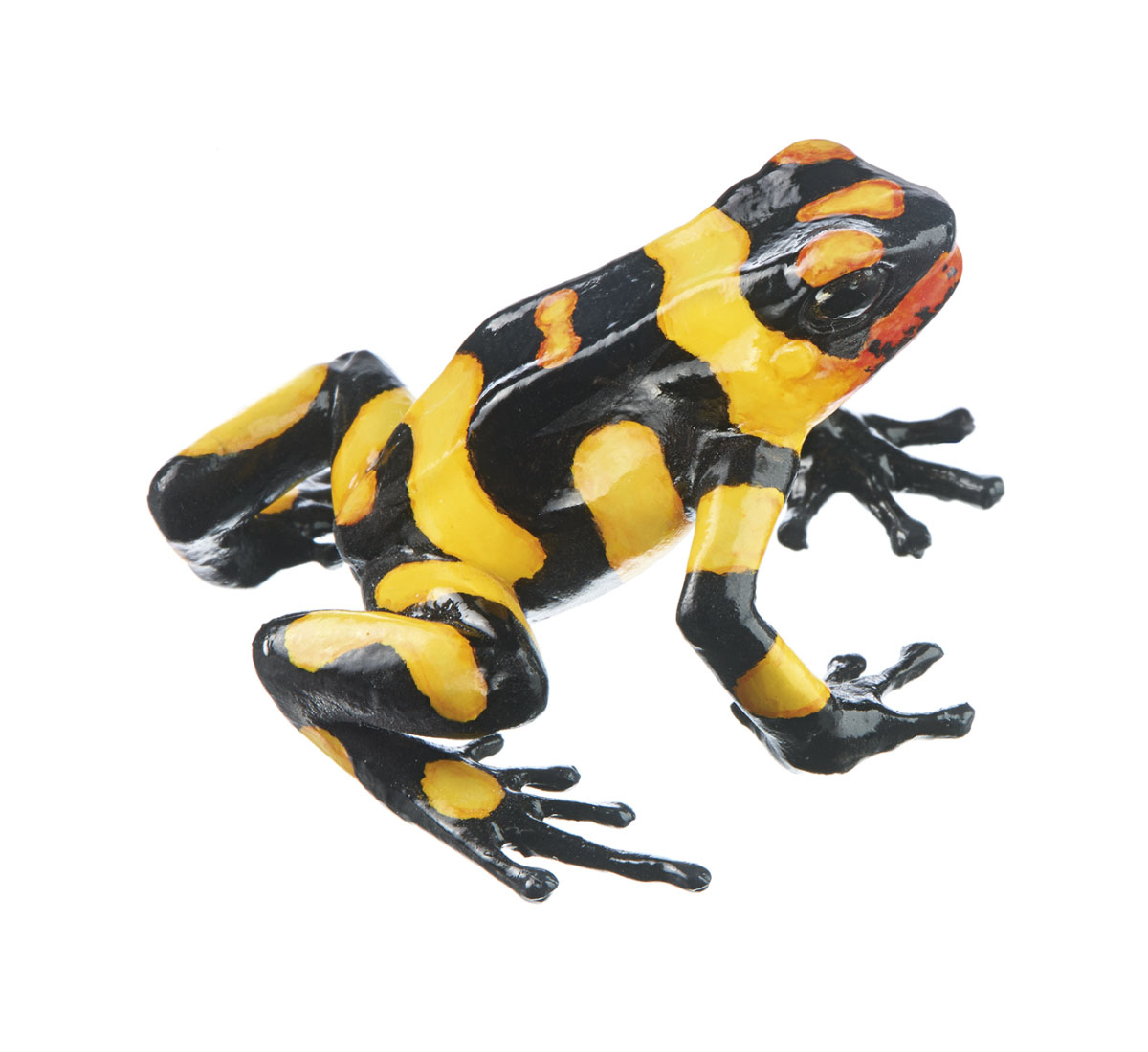 Harlequin Poison Frog “Anchicayá” Black With Yellow Bands, Female